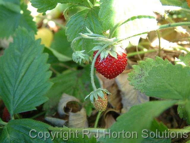 Alpine strawberry